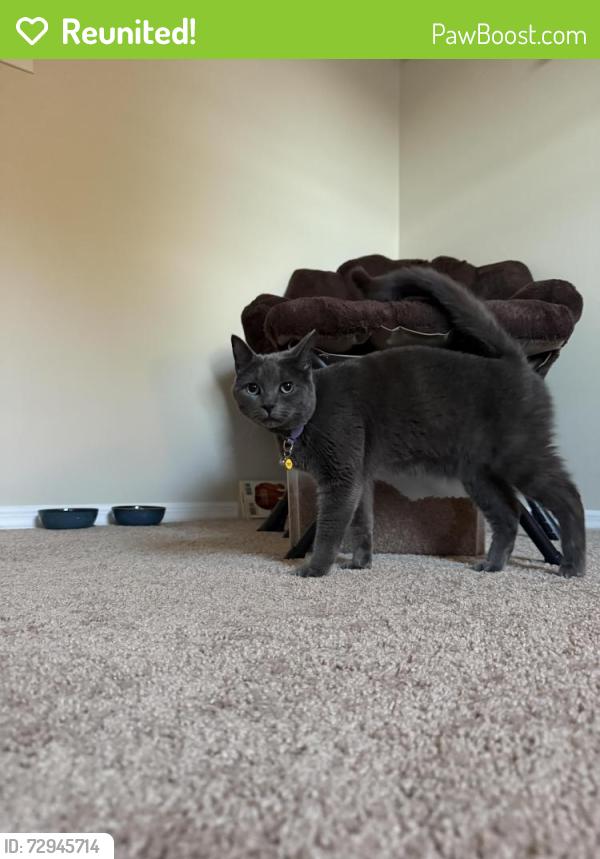 Reunited Female Cat last seen Oakwood dr, Woodbridge, VA 22192