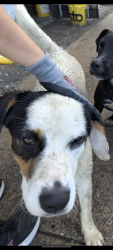 Found/Stray Male Dog last seen Near 21st and Garnett, Across from Nai Hai market, Tulsa, OK 74128