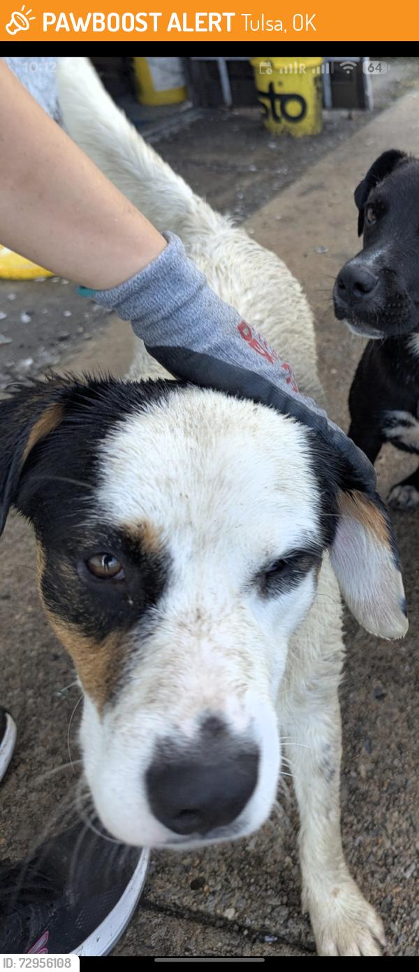 Found/Stray Male Dog last seen Near 21st and Garnett, Across from Nai Hai market, Tulsa, OK 74128