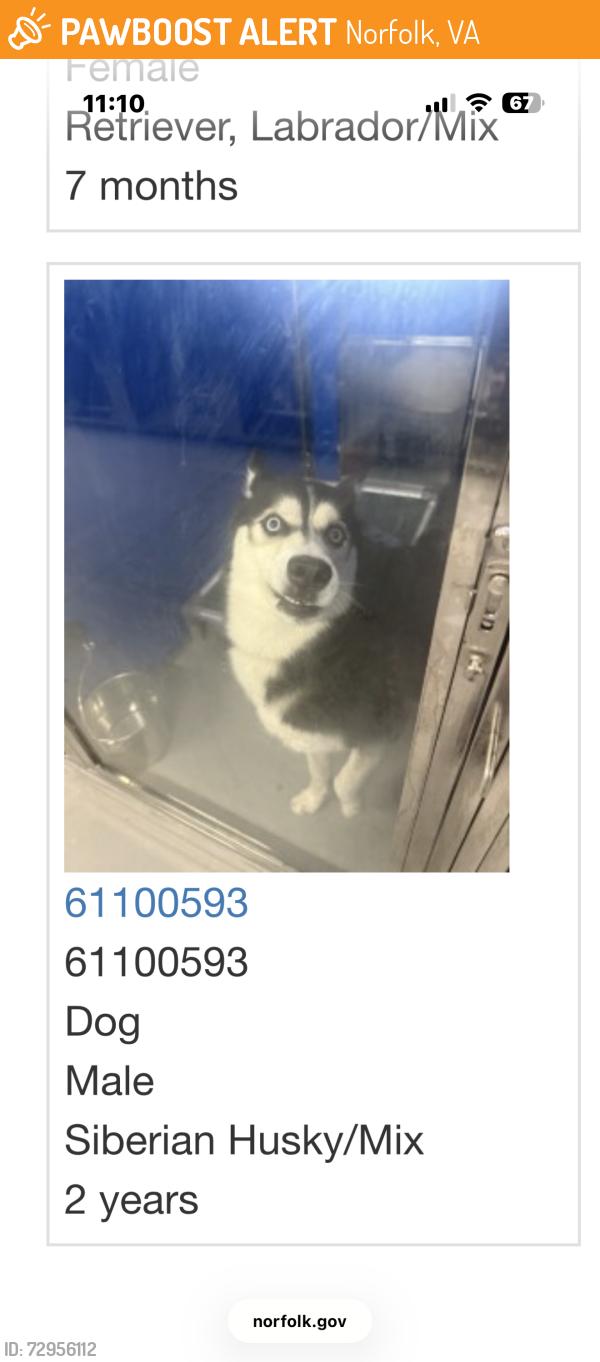 Found/Stray Male Dog last seen Fifth Bay Street in Norfolk, VA, Norfolk, VA 23518