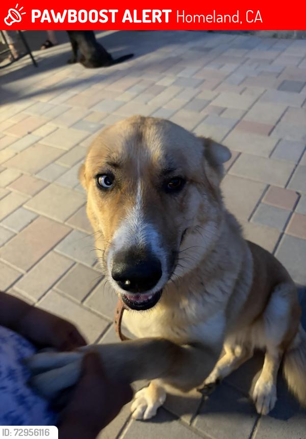 Lost Female Dog last seen Sultanas , Homeland, CA 92548