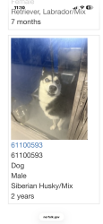 Found/Stray Male Dog last seen Fifth Bay Street in Norfolk, VA, Norfolk, VA 23518
