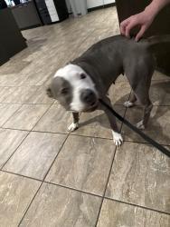 Found/Stray Female Dog last seen Near s Odessa st, Aurora, CO 80013