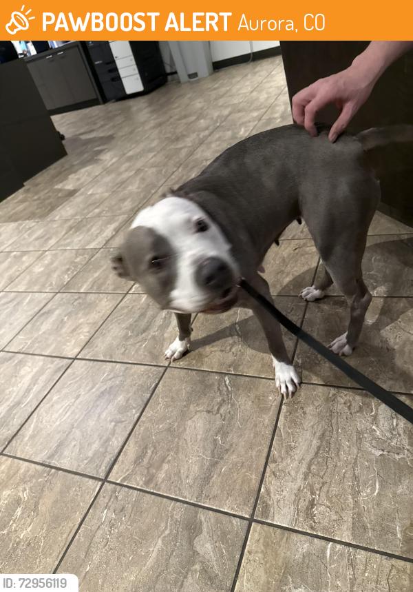 Found/Stray Female Dog last seen Near s Odessa st, Aurora, CO 80013