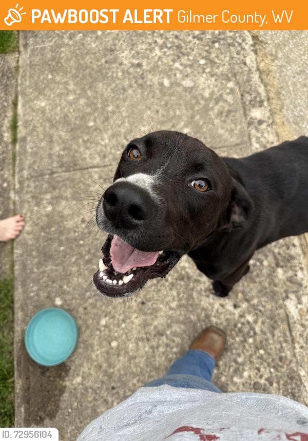 Found/Stray Male Dog last seen Route 5, Gilmer County, WV 26351