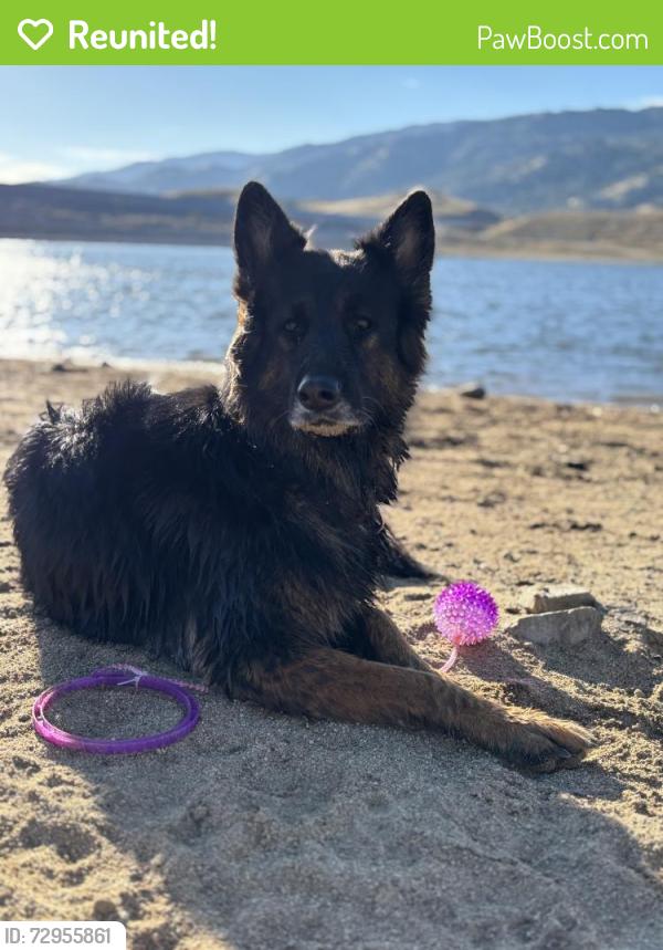 Reunited Female Dog last seen Dwight ave, San Diego, CA 92105