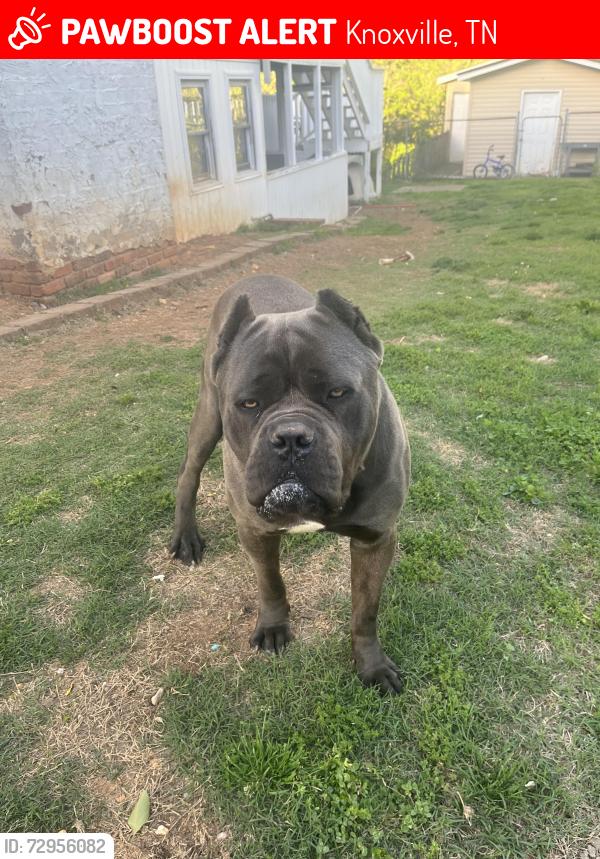 Lost Male Dog last seen Landmark @ Hunterhill, Knoxville, TN 37923