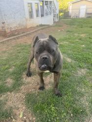 Lost Male Dog last seen Landmark @ Hunterhill, Knoxville, TN 37923