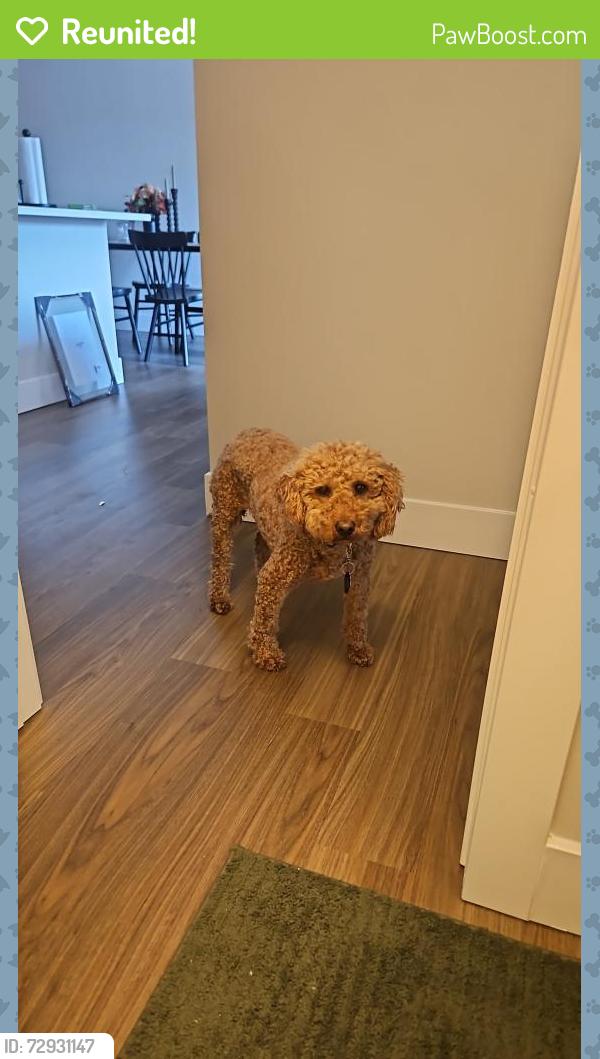 Reunited Female Dog last seen West Lafayette Intermediate School, West Lafayette, IN 47906