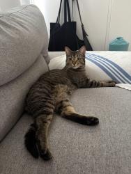 Lost Female Cat last seen Government & Battery , Victoria, BC V8V 2K3