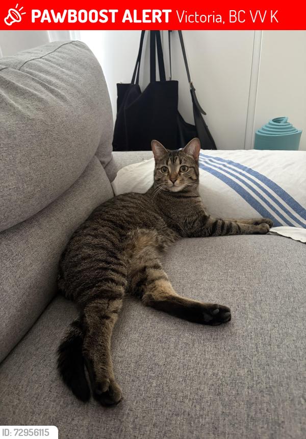 Lost Female Cat last seen Government & Battery , Victoria, BC V8V 2K3