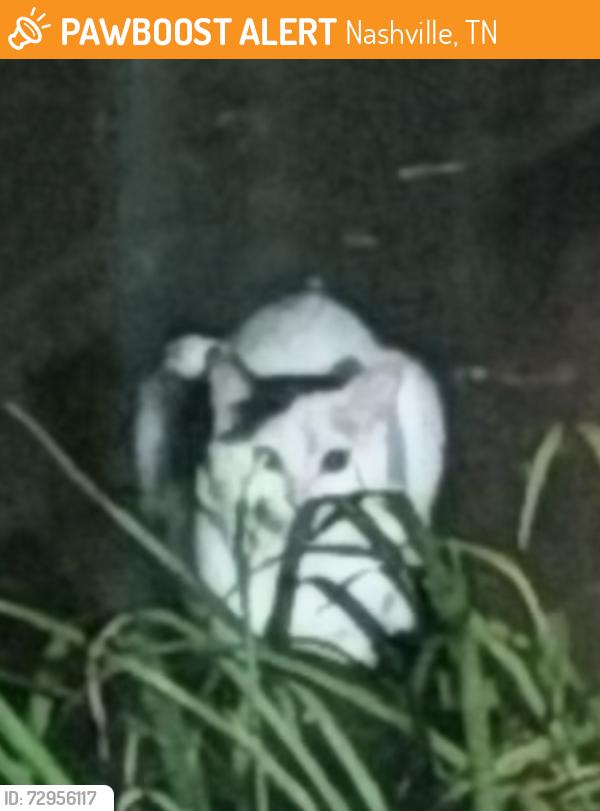 Found/Stray Unknown Cat last seen Abbott Dr. 37211, Nashville, TN 37211