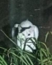 Found/Stray Unknown Cat last seen Abbott Dr. 37211, Nashville, TN 37211