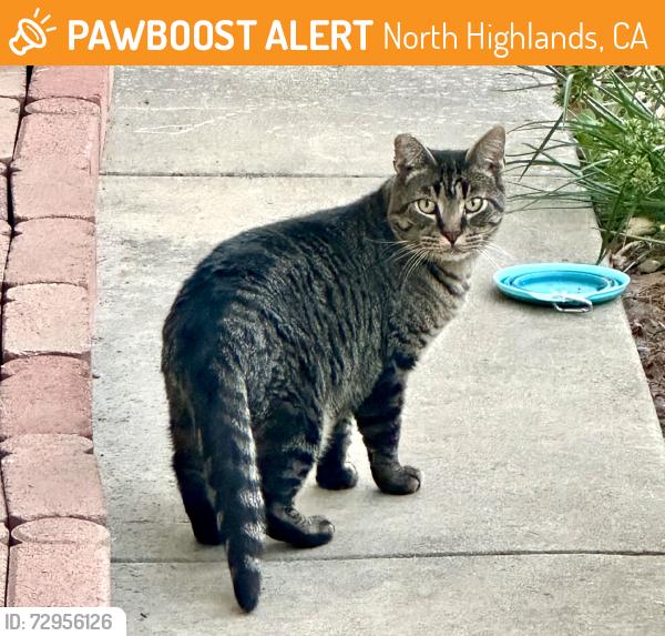 Found/Stray Unknown Cat last seen Madison ave, North Highlands, CA 95660