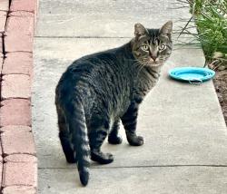 Found/Stray Unknown Cat last seen Madison ave, North Highlands, CA 95660