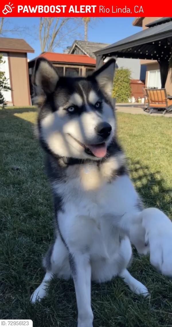 Lost Female Dog last seen Rio Linda , Rio Linda, CA 95673