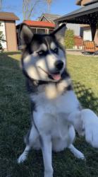 Lost Female Dog last seen Rio Linda , Rio Linda, CA 95673