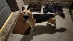 Found/Stray Male Dog last seen Lancaster Subdivision 77433, Houston, TX 77433