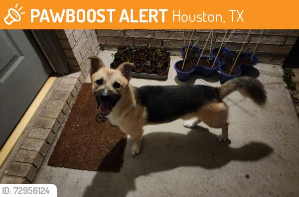 Found/Stray Male Dog last seen Lancaster Subdivision 77433, Houston, TX 77433