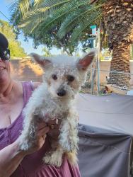 Found/Stray Female Dog last seen Citrus and Judson, Redlands, CA 92374