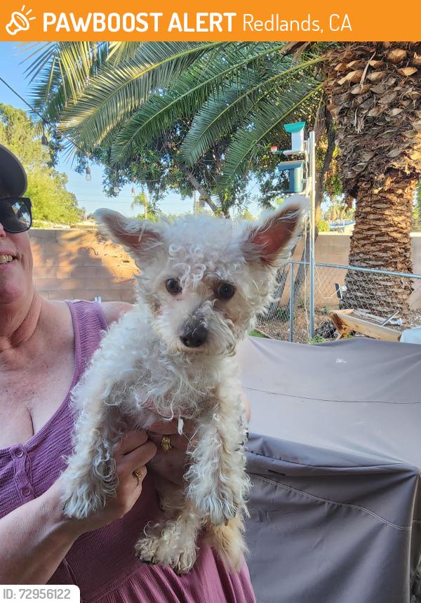 Found/Stray Female Dog last seen Citrus and Judson, Redlands, CA 92374