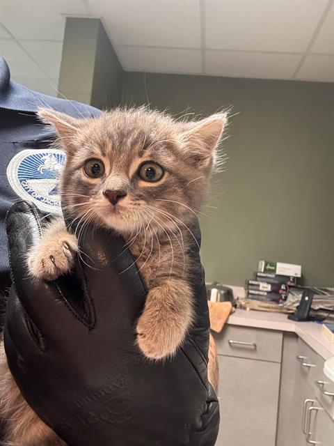 Shelter Stray Male Cat last seen Near BLOCK BAYMEADOWS CIR E, Jacksonville, FL 32204