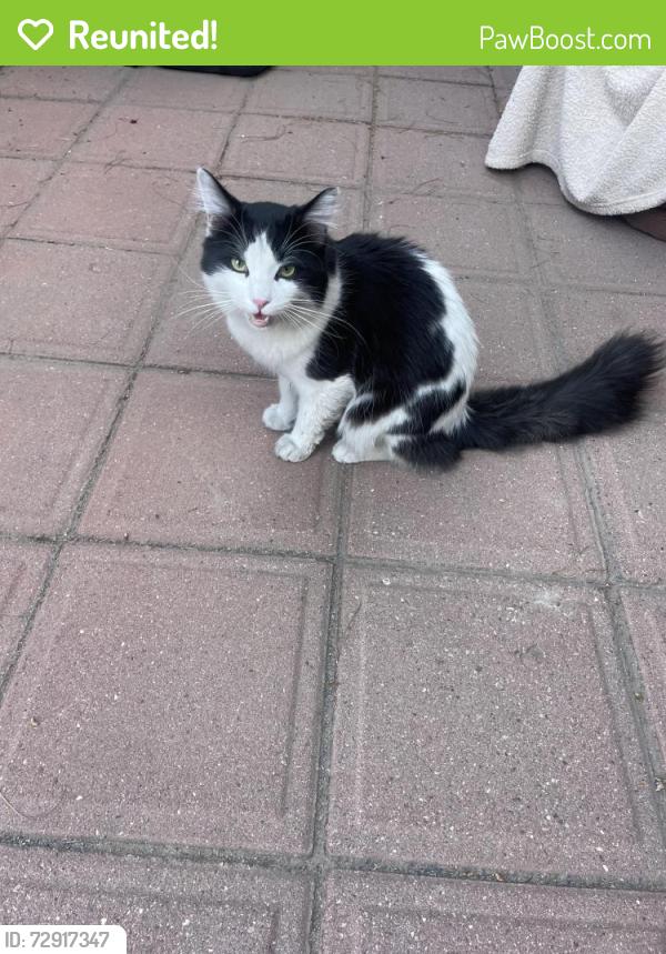 Reunited Unknown Cat last seen Eastbrook s, Gilbert and University Dr, Mesa, AZ 85203