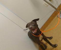 Shelter Stray Female Dog last seen KOALA DR/BLACKFIELD DR, 95660, Sacramento, CA 95827
