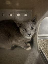 Shelter Stray Female Cat last seen Near BARREL CACTUS ST, MOJAVE CA 93501, Bakersfield, CA 93308