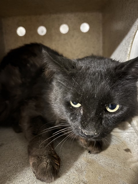 Shelter Stray Male Cat last seen Near BARREL CACTUS ST, MOJAVE CA 93501, Bakersfield, CA 93308