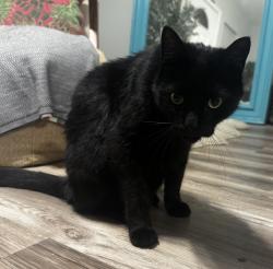 Reunited Male Cat last seen Crescent Lake Dr, St. Petersburg, FL 33713