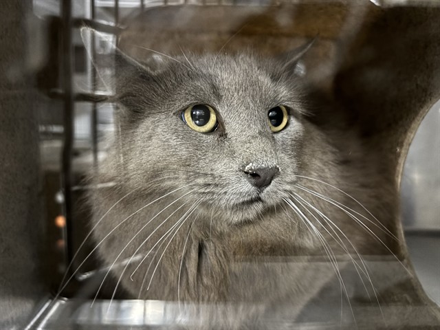 Shelter Stray Male Cat last seen Near BARREL CACTUS ST, MOJAVE CA 93501, Bakersfield, CA 93308