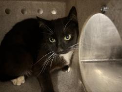 Shelter Stray Unknown Cat last seen Near BARREL CACTUS ST, MOJAVE CA 93501, Bakersfield, CA 93308