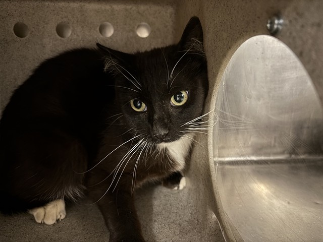 Shelter Stray Unknown Cat last seen Near BARREL CACTUS ST, MOJAVE CA 93501, Bakersfield, CA 93308