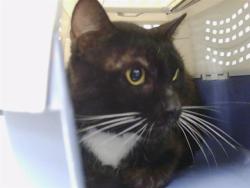 Shelter Stray Male Cat last seen CHARLOTTE, Charlotte, NC 28217