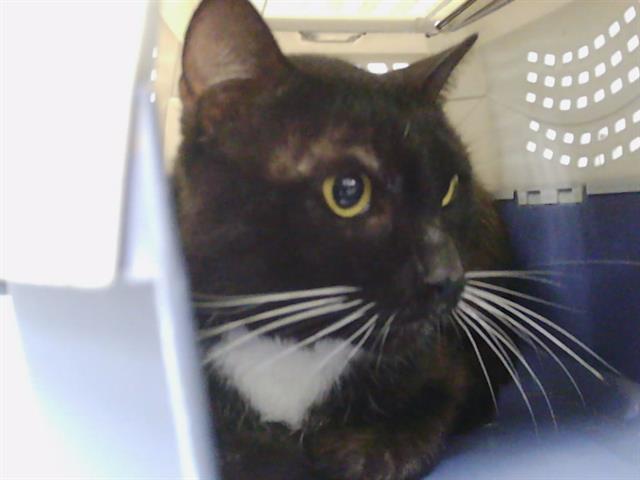 Shelter Stray Male Cat last seen CHARLOTTE, Charlotte, NC 28217