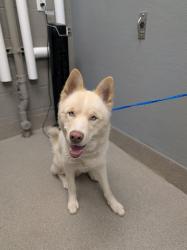 Shelter Stray Male Dog last seen Near BLK BRADY AVE, LAS VEGAS NV 89101, Las Vegas, NV 89101