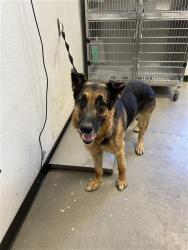 Shelter Stray Male Dog last seen Near BLOCK N WEBER AVE, FRESNO CA 93722 9734, Fresno, CA 93727