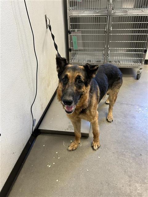 Shelter Stray Male Dog last seen Near BLOCK N WEBER AVE, FRESNO CA 93722 9734, Fresno, CA 93727