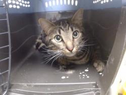 Shelter Stray Male Cat last seen Near BLOCK N GRANT ST, DENVER CO 80203, Denver, CO 80223