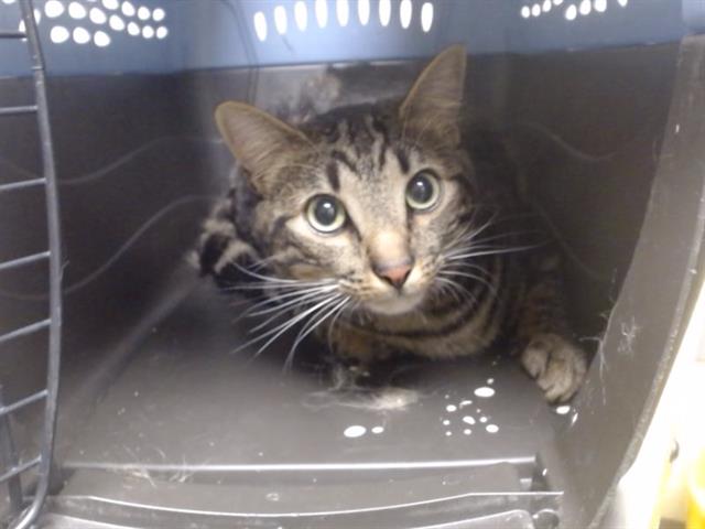 Shelter Stray Male Cat last seen Near BLOCK N GRANT ST, DENVER CO 80203, Denver, CO 80223