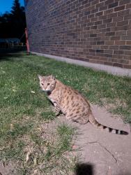 Found/Stray Unknown Cat last seen Oakwood School near playground , Lemont, IL 60439