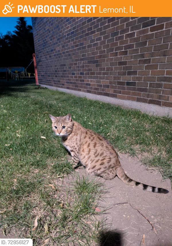 Found/Stray Unknown Cat last seen Oakwood School near playground, Lemont, IL 60439