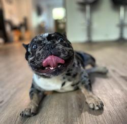Reunited Male Dog last seen Stockton Area , San Diego , Ca , San Diego, CA 92101