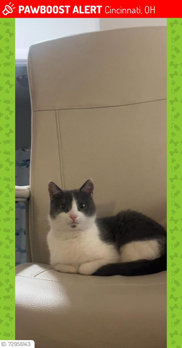 Lost Female Cat last seen Inwood Park , Cincinnati, OH 45219
