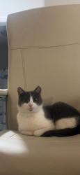 Lost Female Cat last seen Inwood Park , Cincinnati, OH 45219