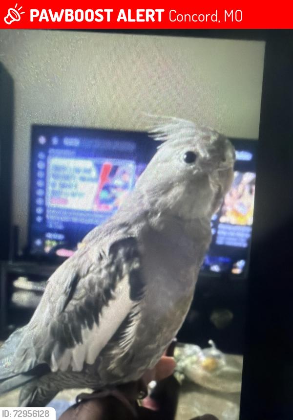 Lost Female Bird last seen Gerald and Merito, Concord, MO 63128