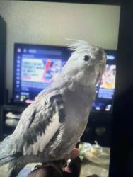 Lost Female Bird last seen Gerald and Merito, Concord, MO 63128