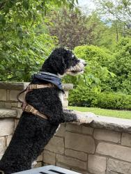 Reunited Male Dog last seen Last seen In the corn fields near Will Cook and 169th, Homer Glen, IL 60491