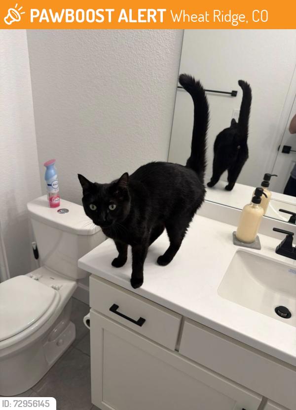 Found/Stray Unknown Cat last seen Parfet St. and W 55th Ln, Wheat Ridge, CO 80033